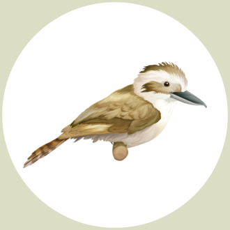 kookaburra-300